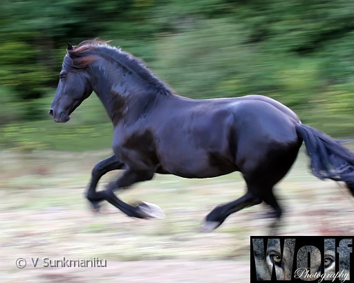 02 Full gallop Copyright Villayat Sunkmanitu.jpg